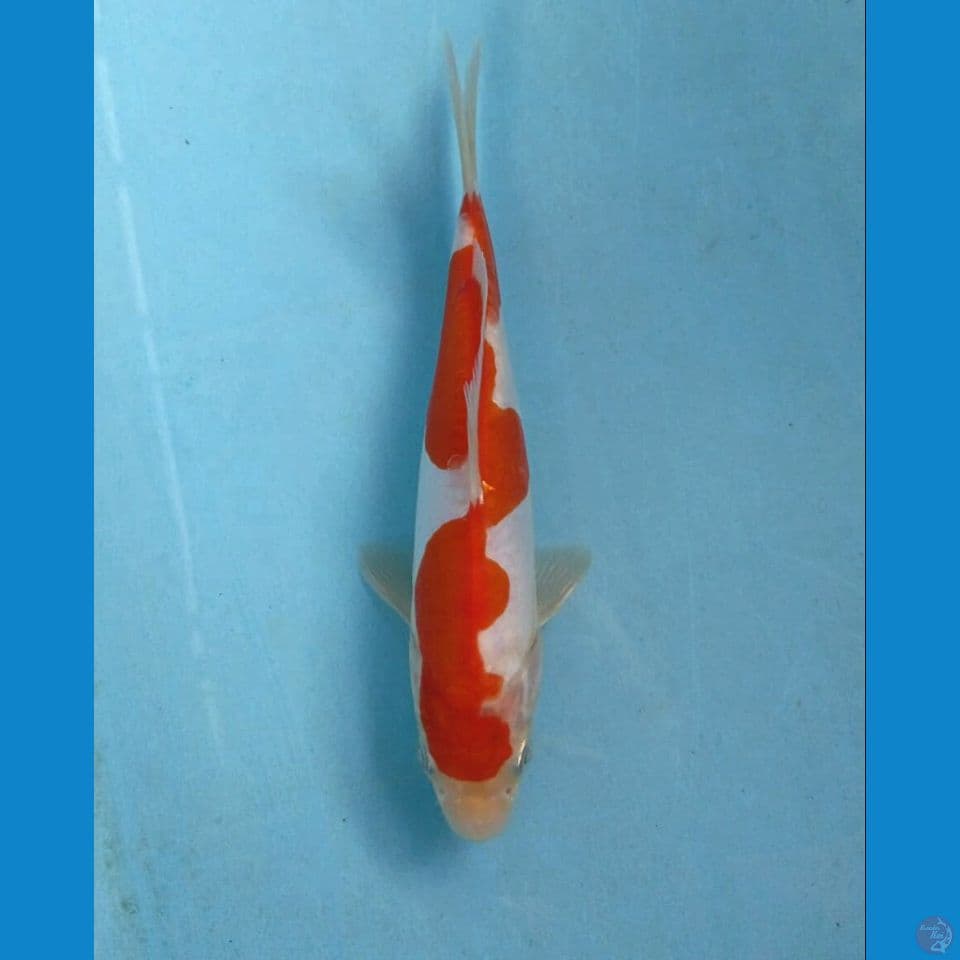 kohaku doitsu inazuma, 18 cm