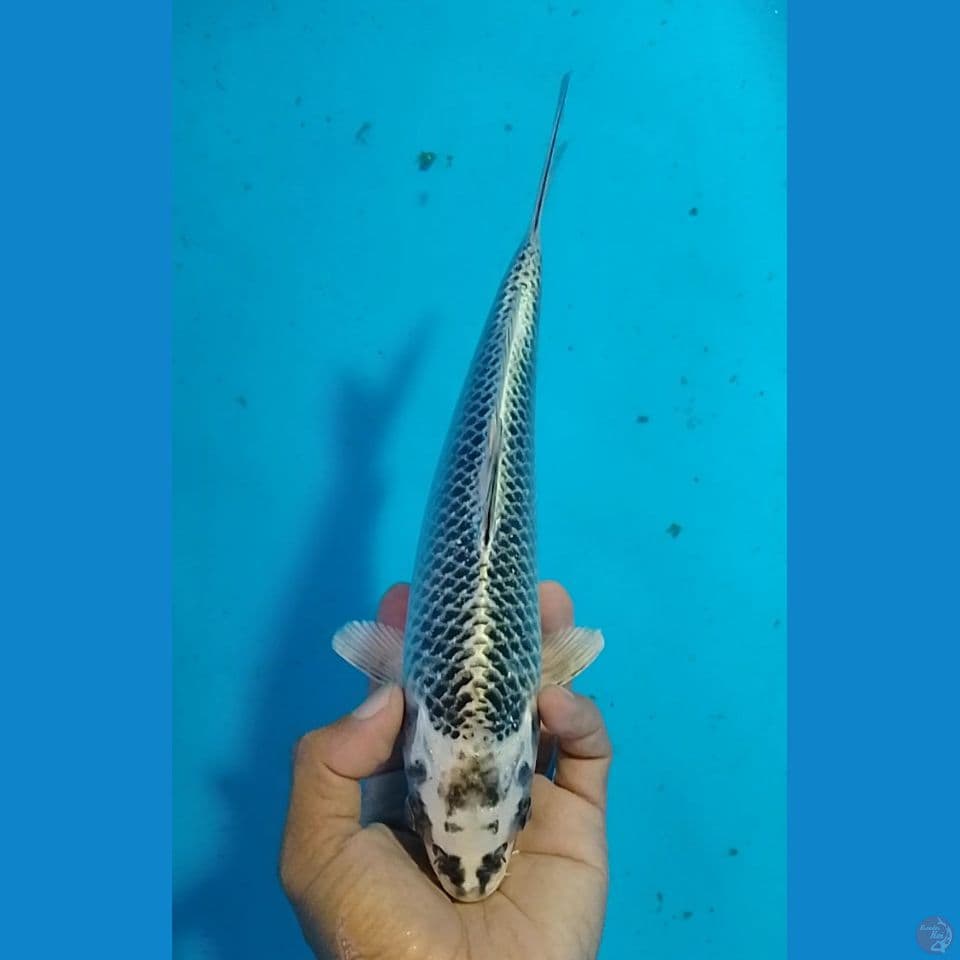 matshuba size : 25 cm