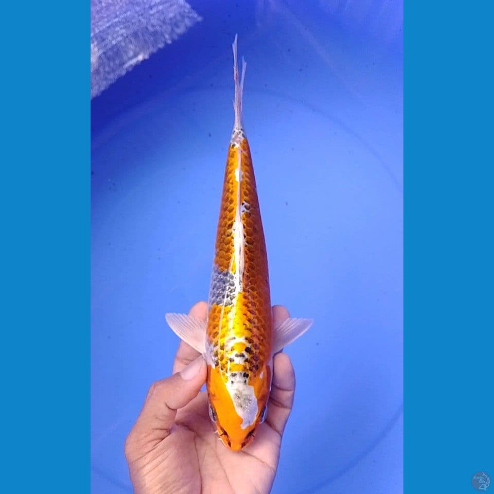 kujaku size : 25 cm.m