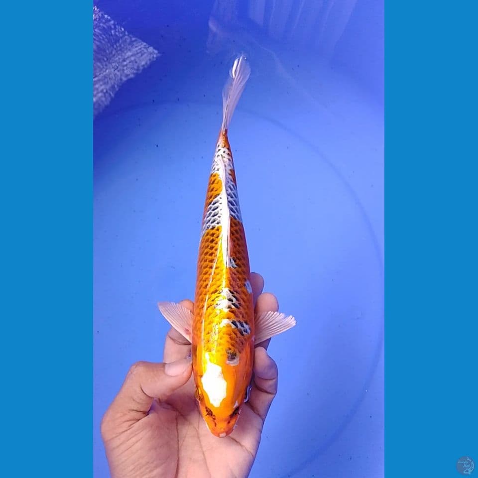 kujaku size : 24 cm.m