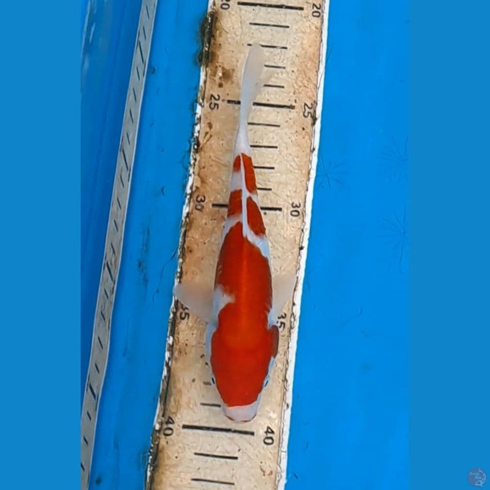 kohaku sisik original 17cm