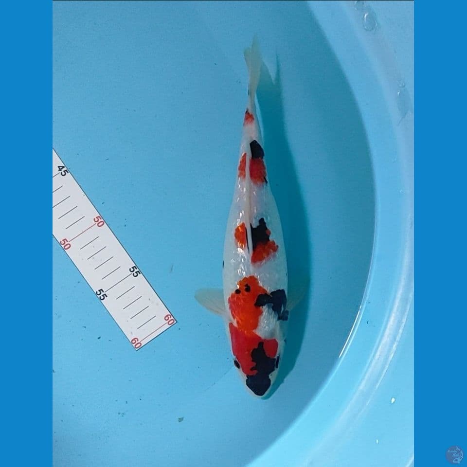 showa 27 cm