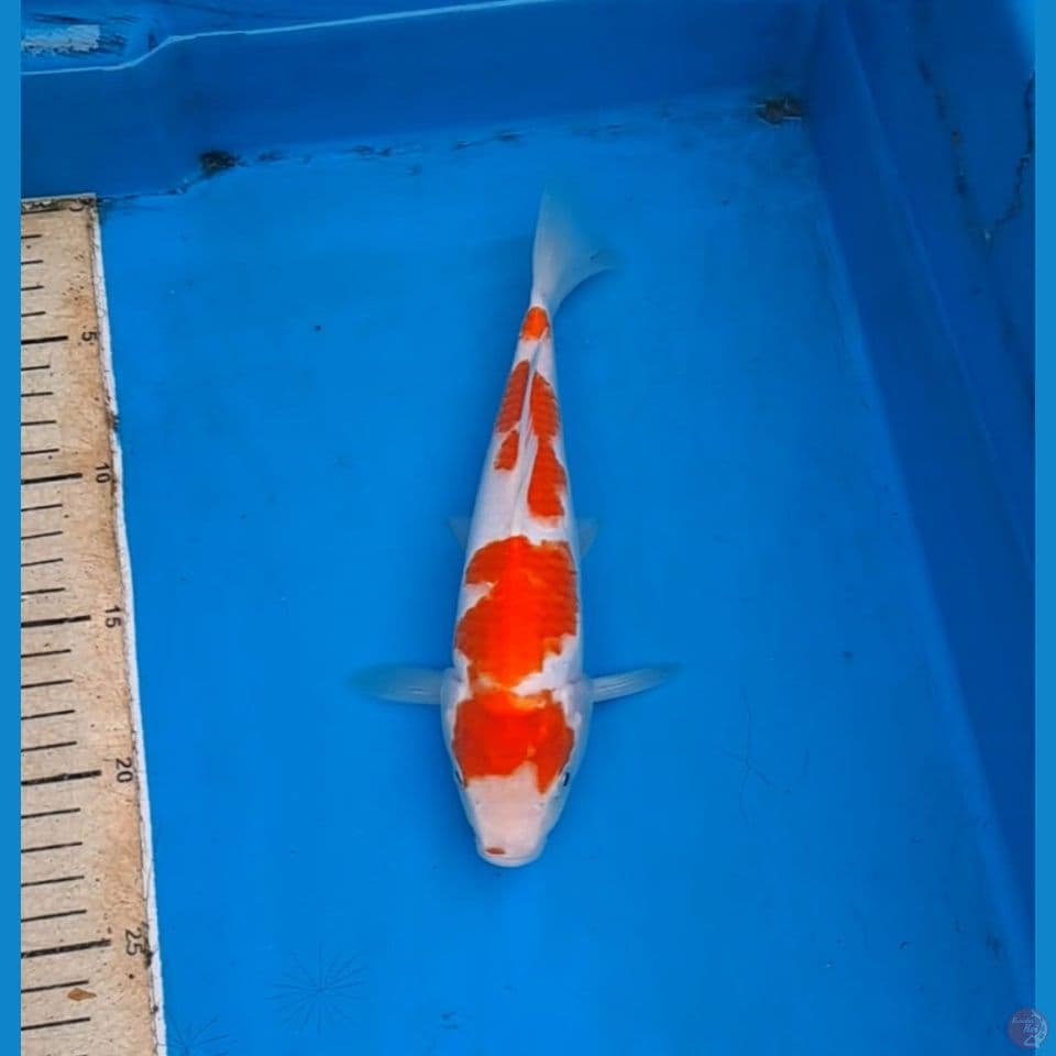 kohaku original 25cm
