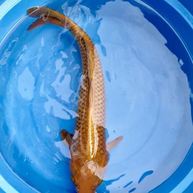 Tembaga 38cm
