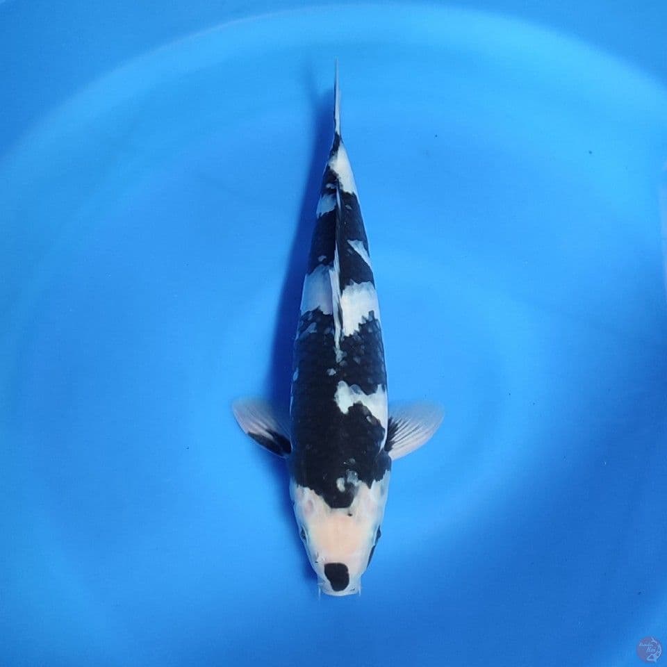 shiro 30cm
