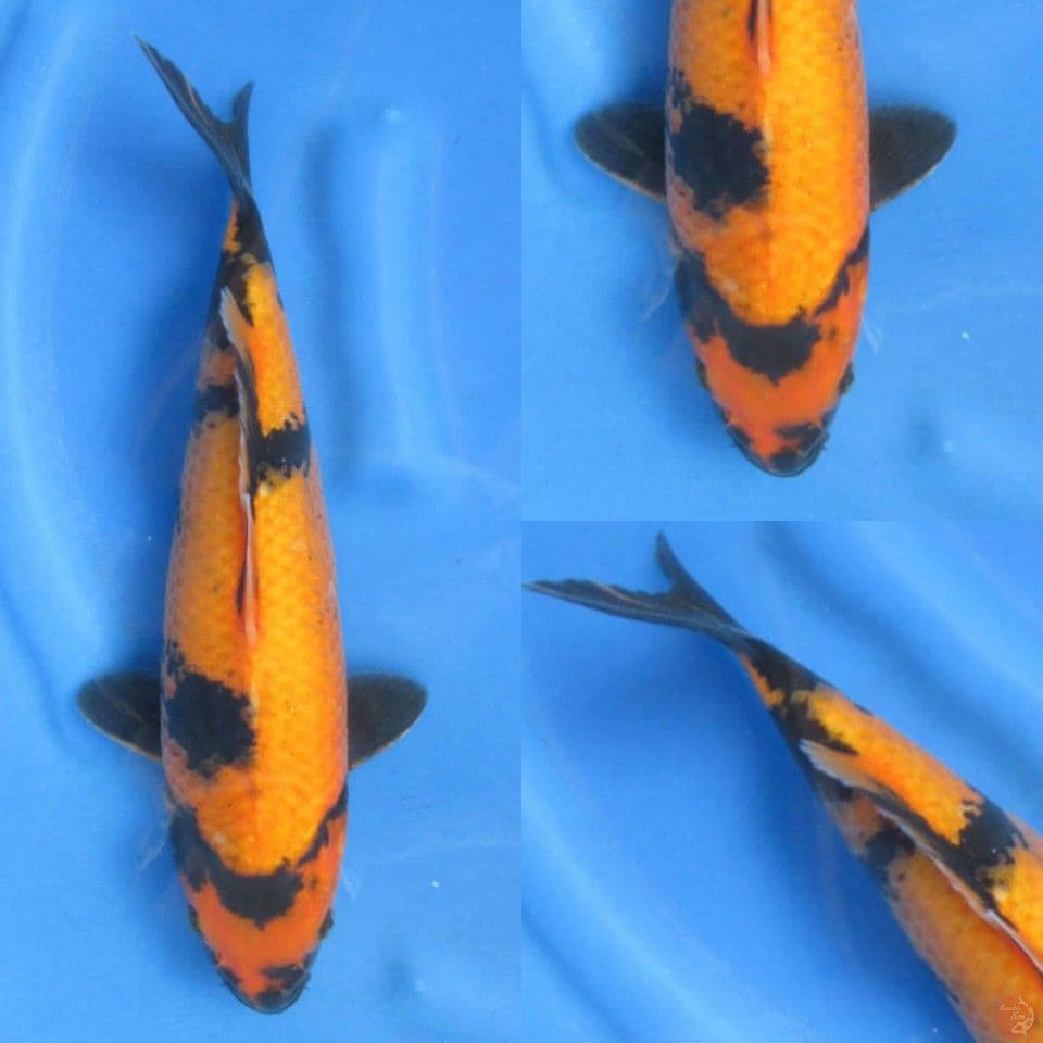 35cm, Hi utsuri