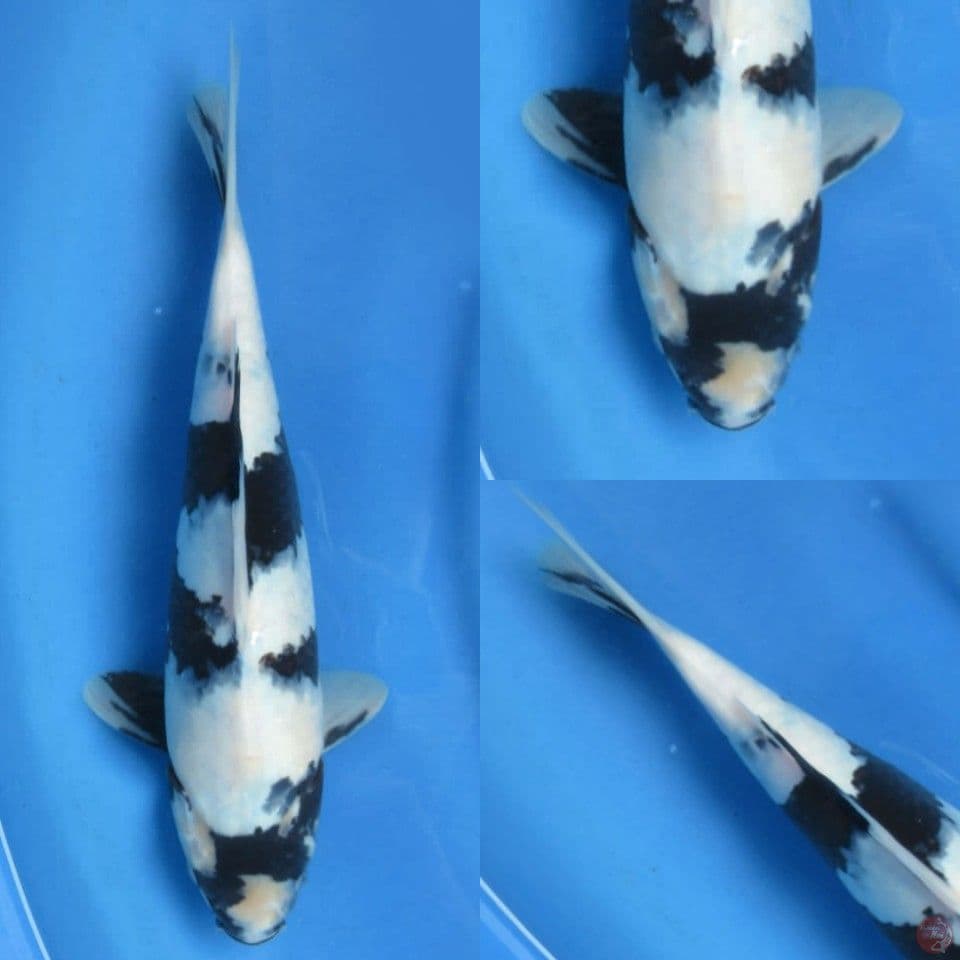 32cm, Shiro