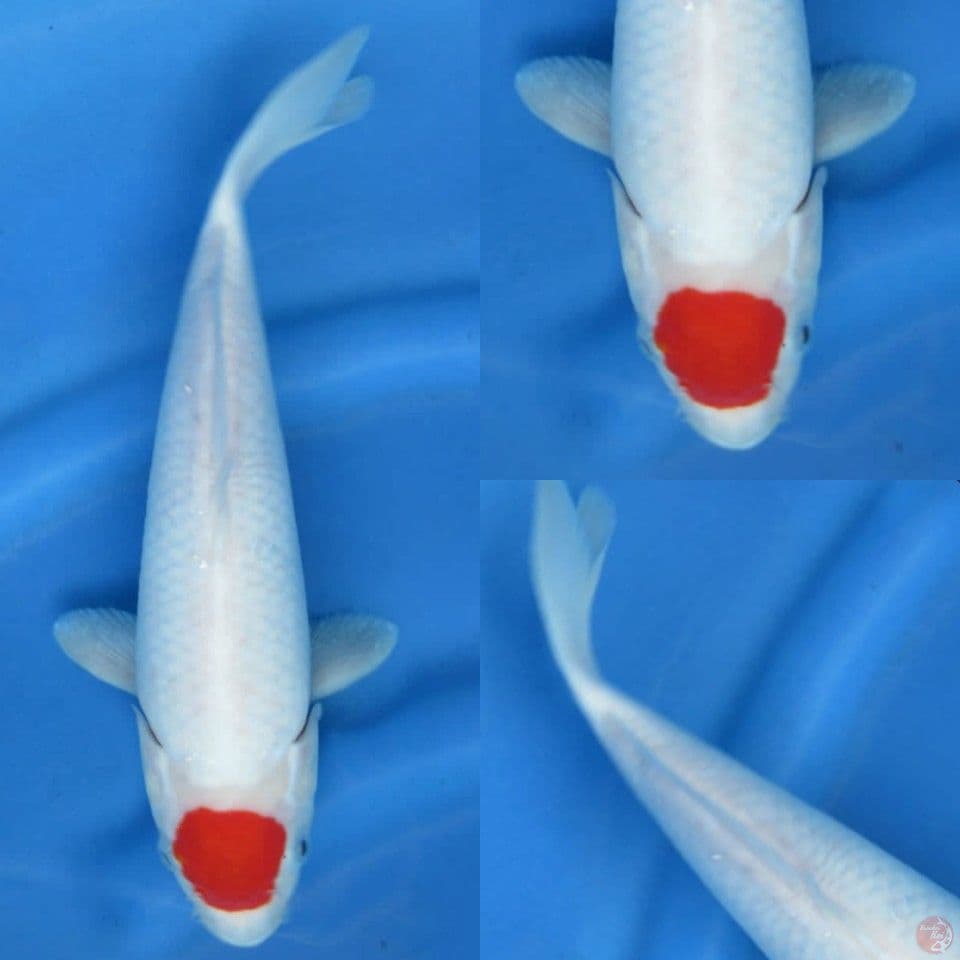 30cm, Tancho