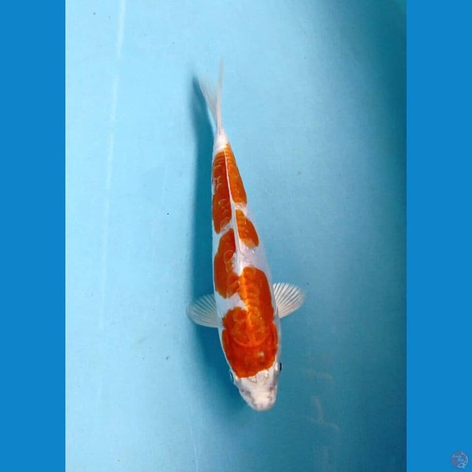 kikushui inazuma, 16 cm
