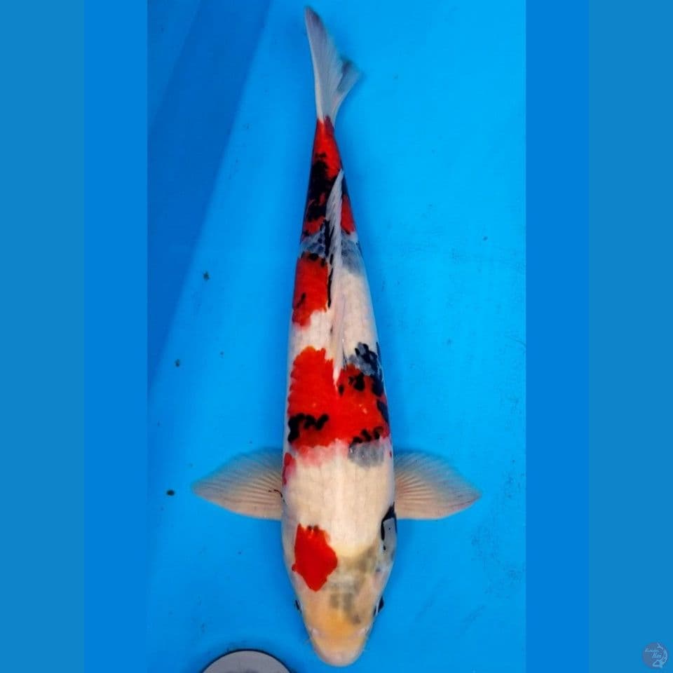 SHOWA 49 CM MALE