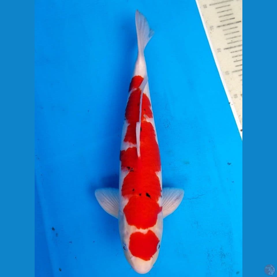 SANKE 49 CM MALE