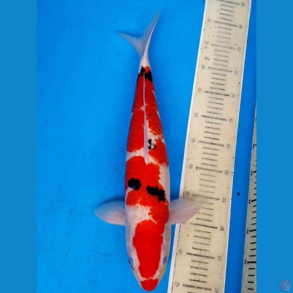 SANKE 50 CM