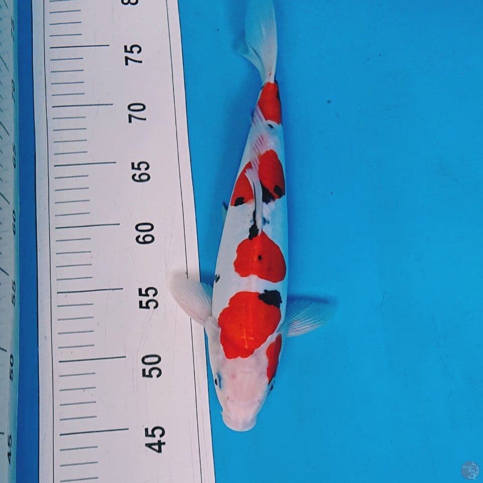 DOITSU SANKE 32 CM
