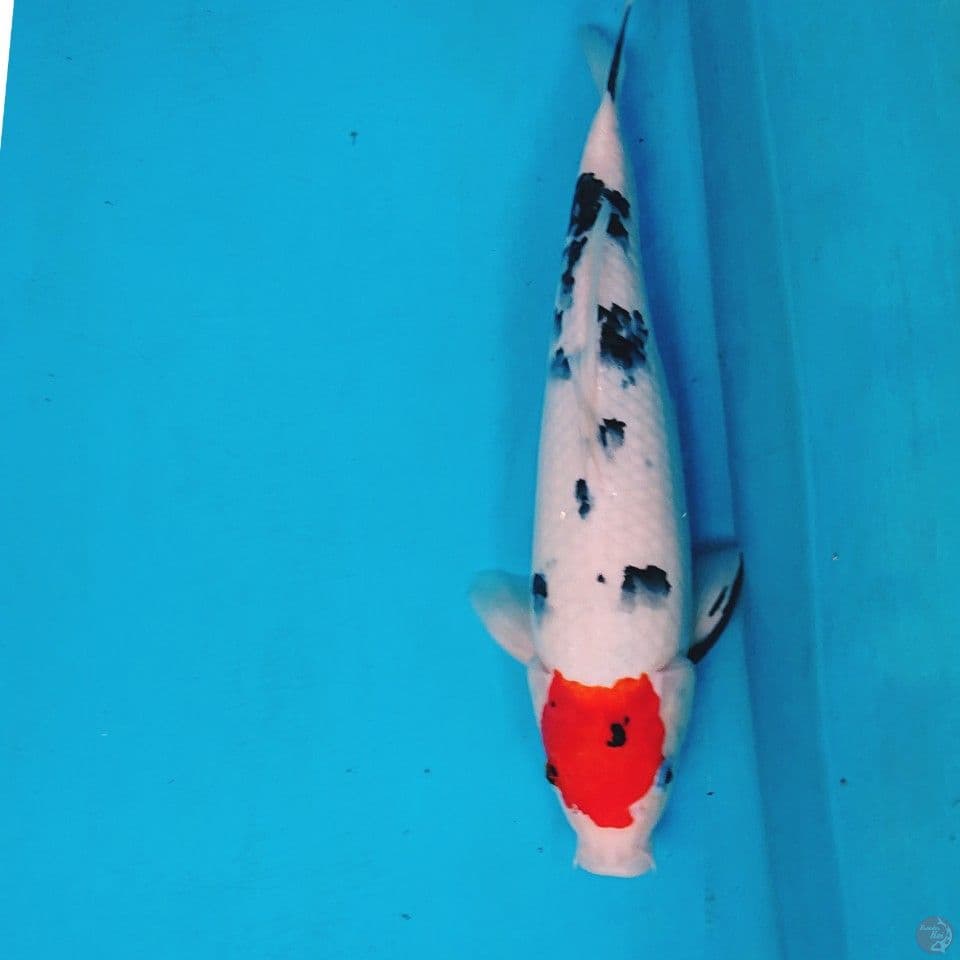 TANCHO 32 CM