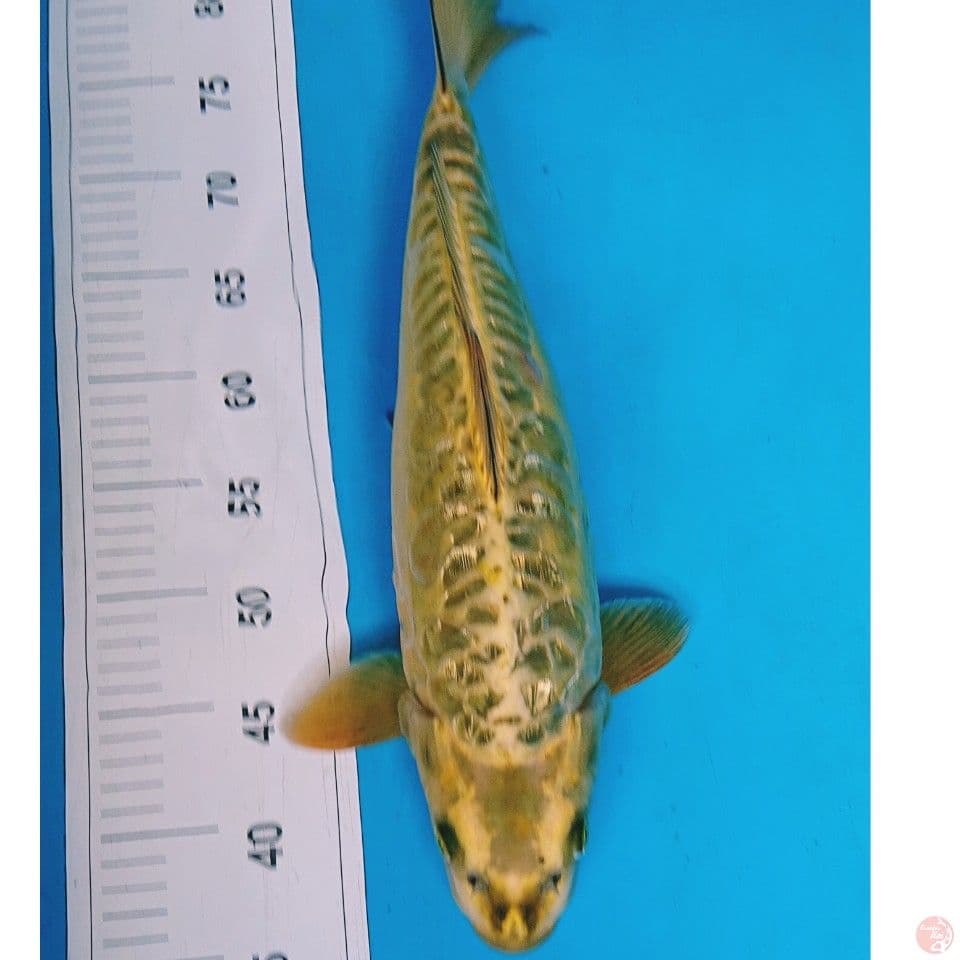 JUMBO GOLD MUKASHI 45 CM