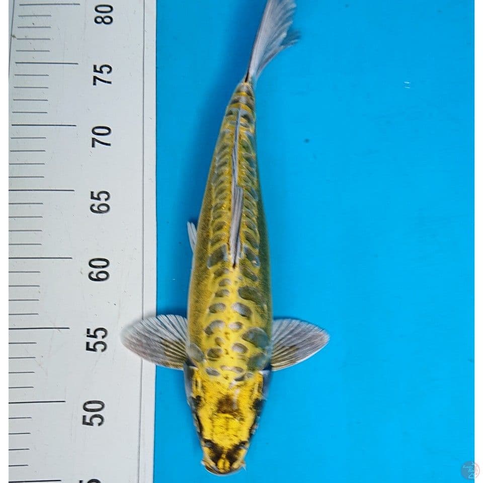 UNIQE 34 CM