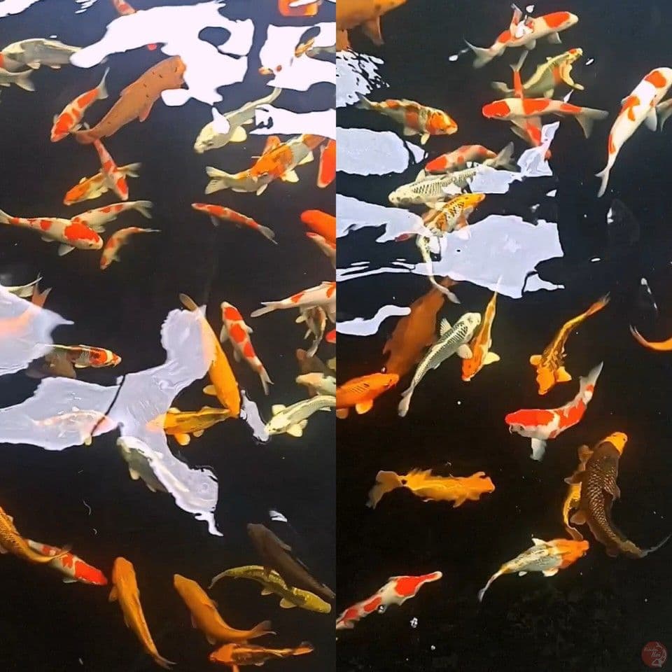 Borongan kolam filter mix kohaku kujaku polosan sz 20-30 75 ekr