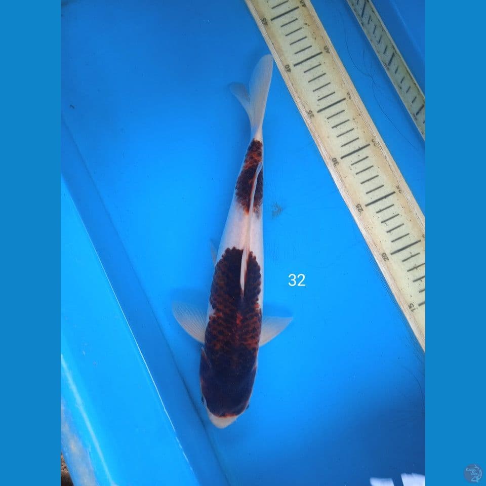 goromo 32cm