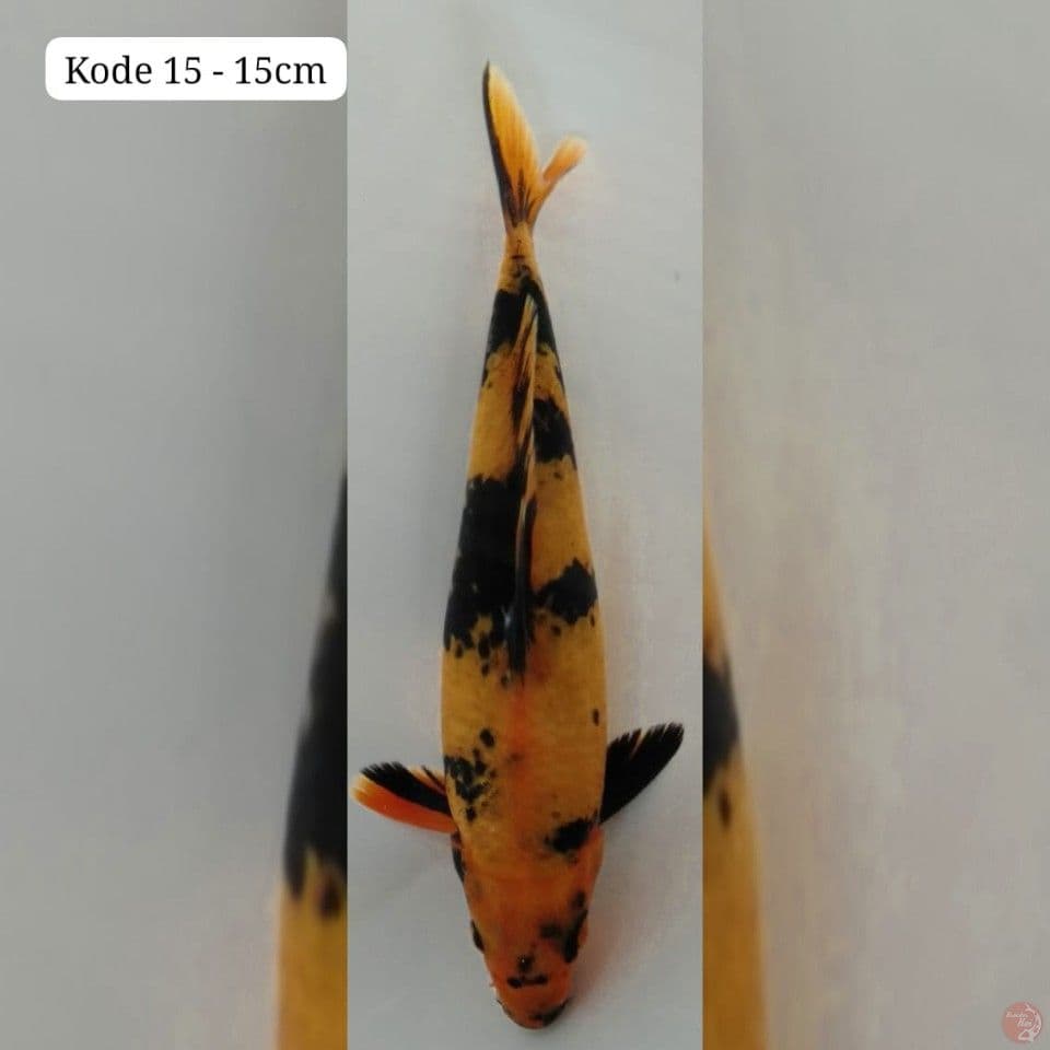 ki utsuri