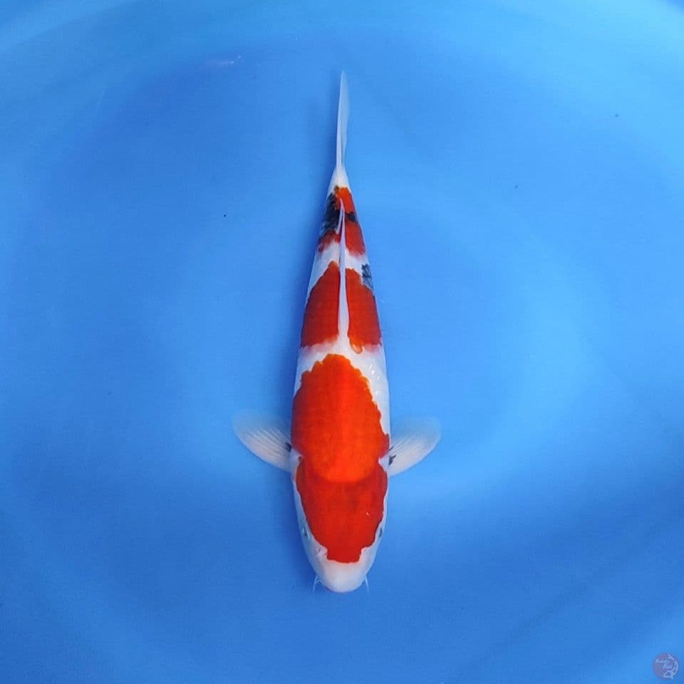 SHOWA - 29cm male good patern