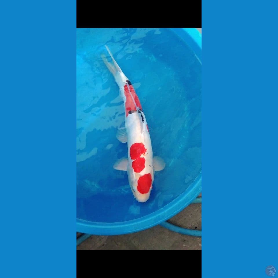 jumbo doitsu 50CM