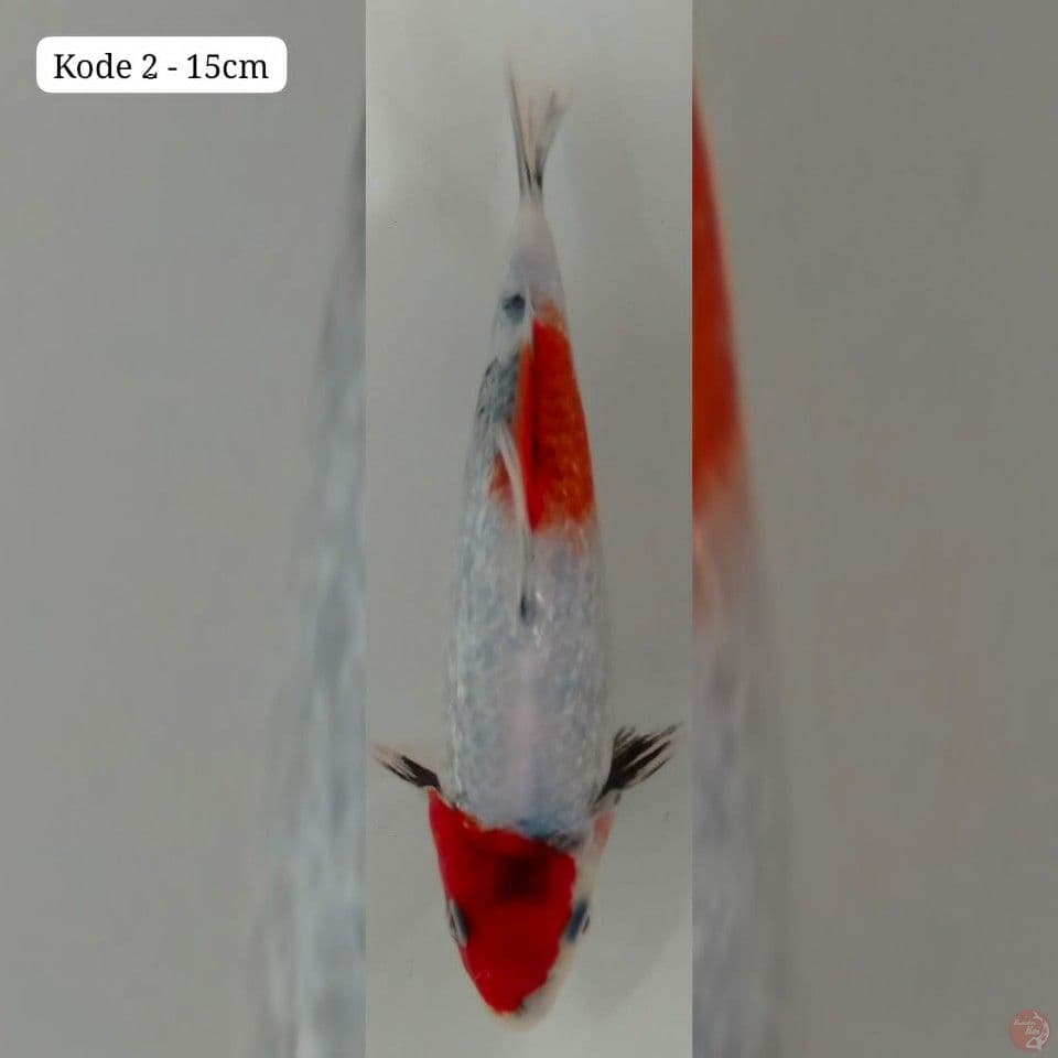 kode 2