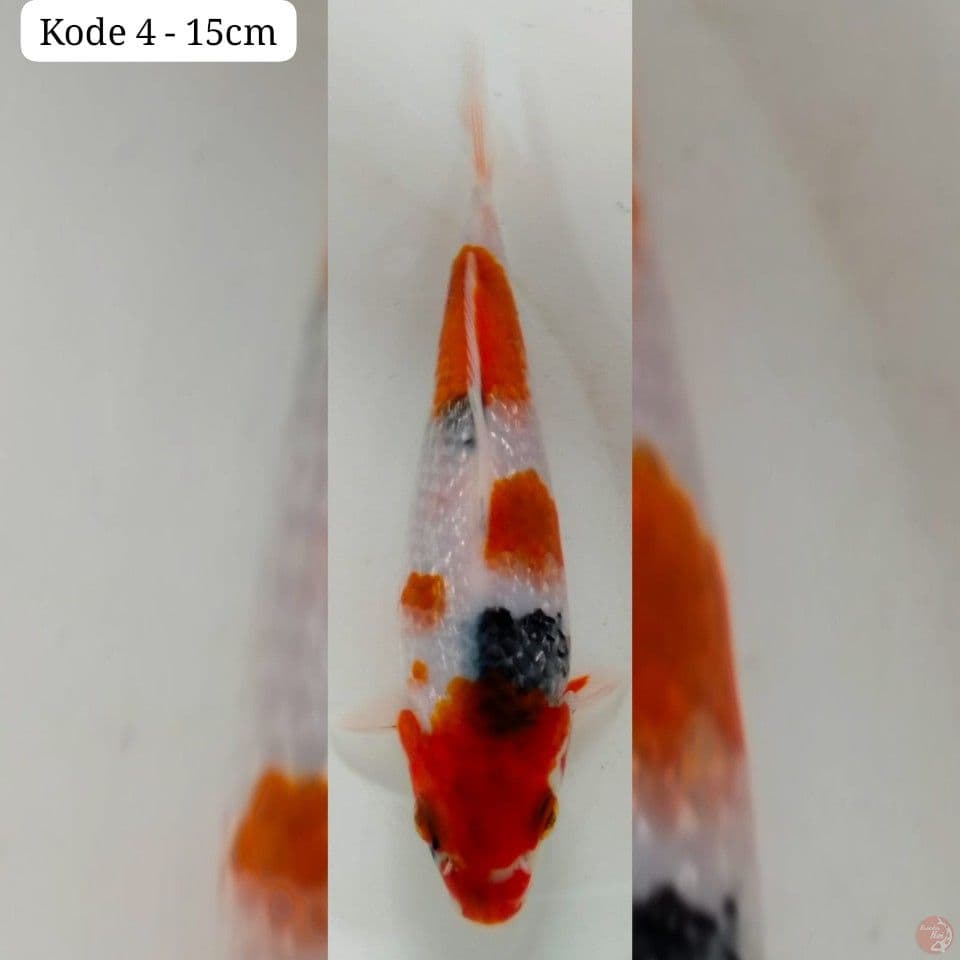kode 4