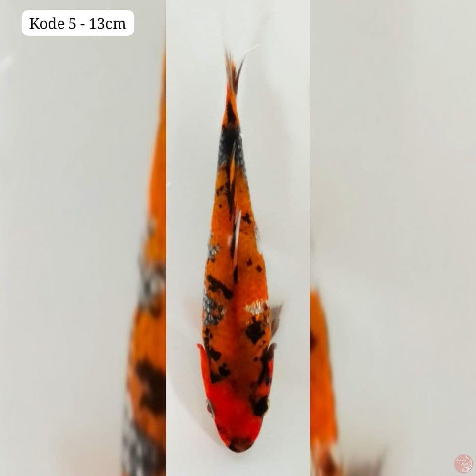 kode 5
