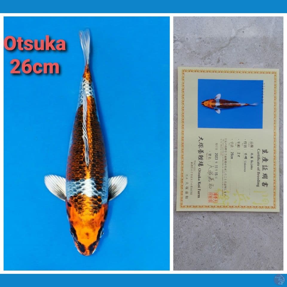 OTSUKA KUJAKU 26CM SERTI