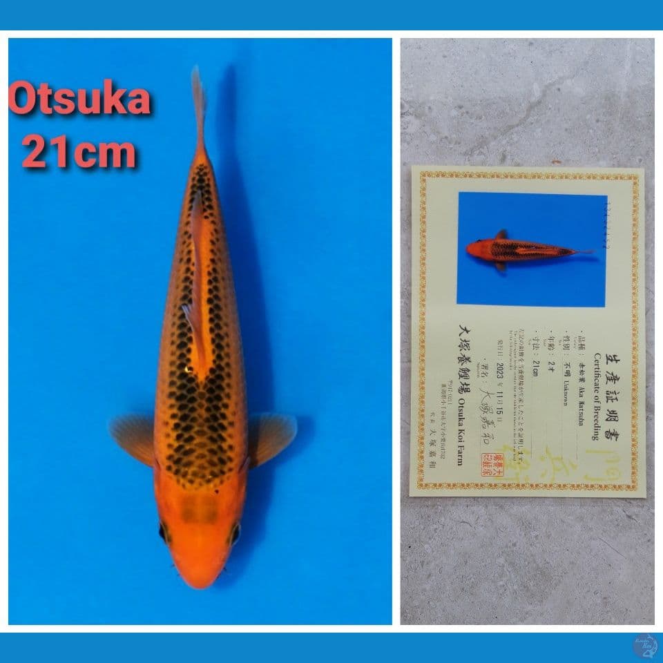 OTSUKA MATSUBA 21CM SERTI