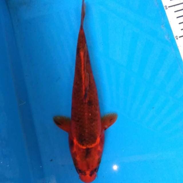 AkA MATSHUBA