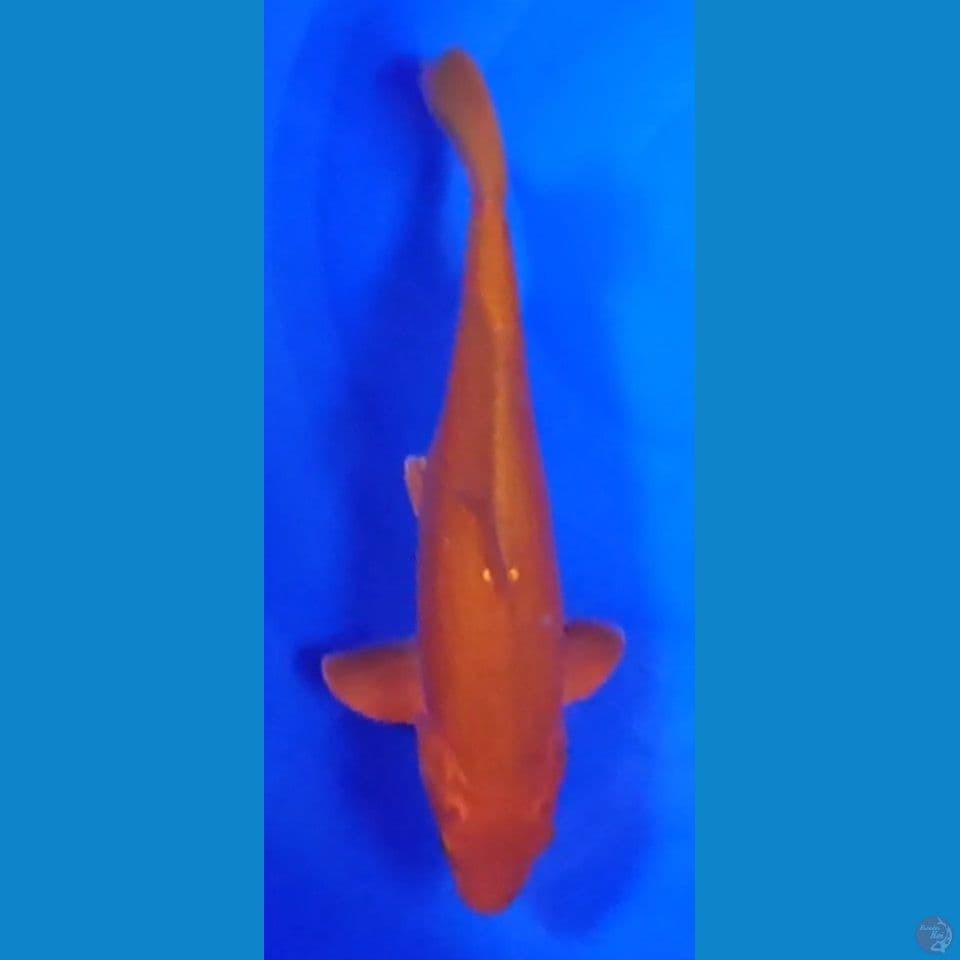 cagoi