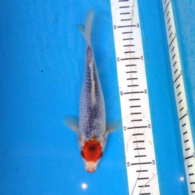 TANCHO GHOSIki
