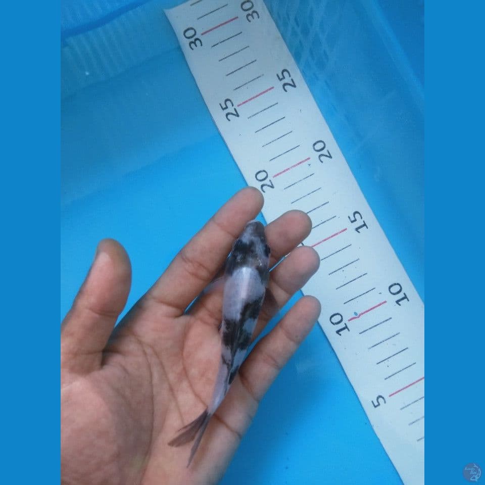 shiro 11 cm