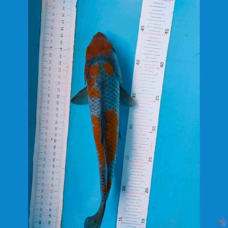 ochiba 30cm