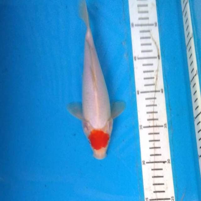 Tncho kohaku