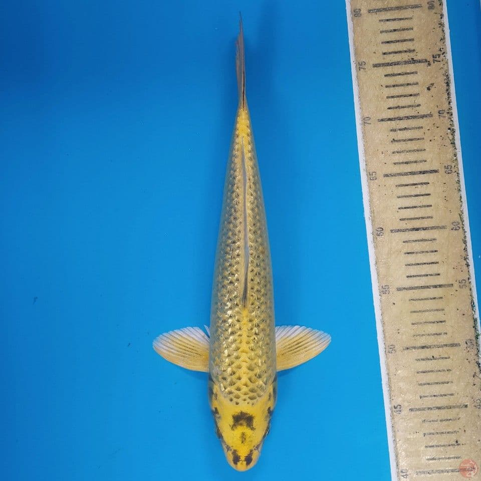 Mukashi Ginrin ~37 M