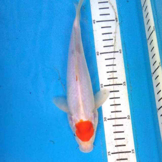 Tncho kohaku