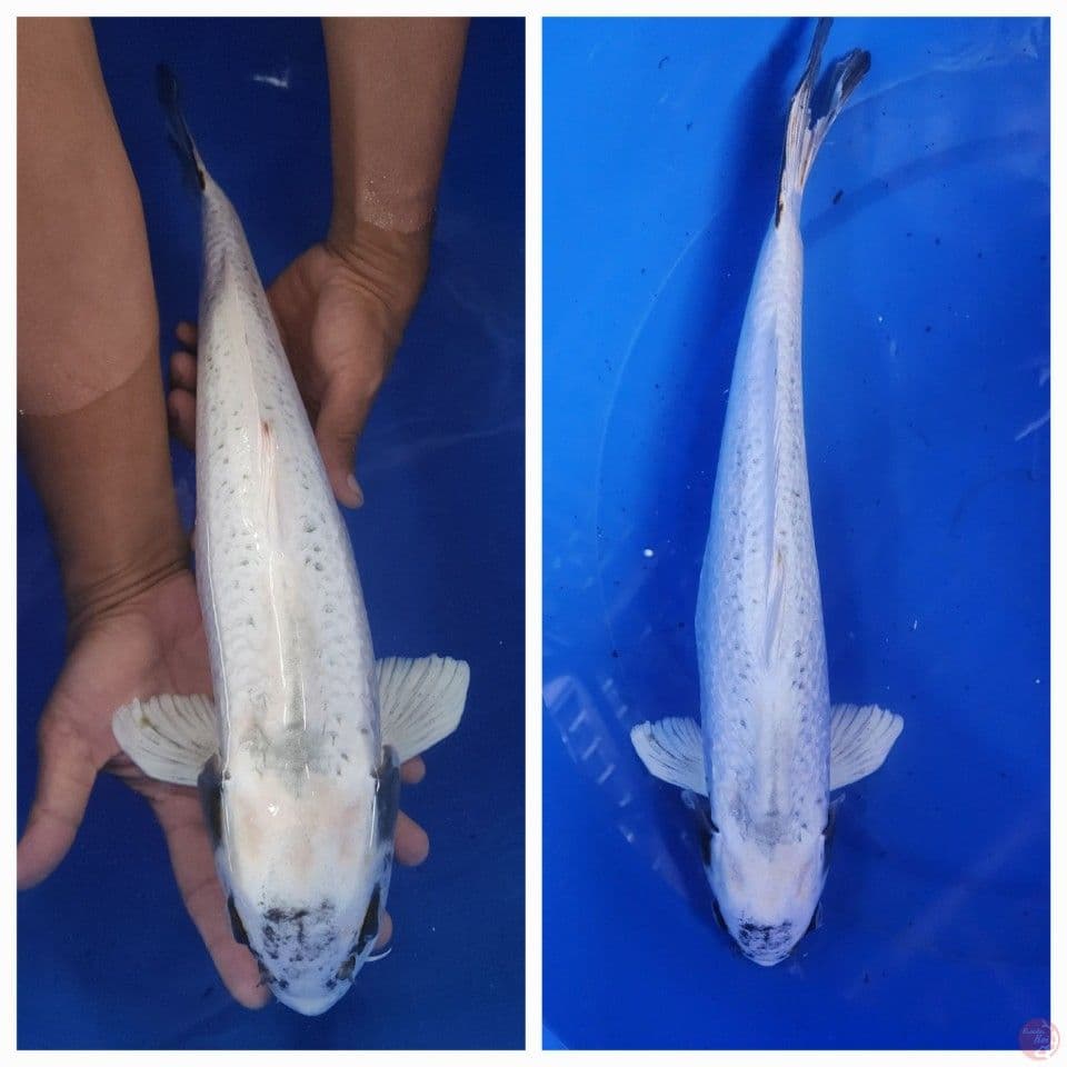 JUMBO Banana 45cm