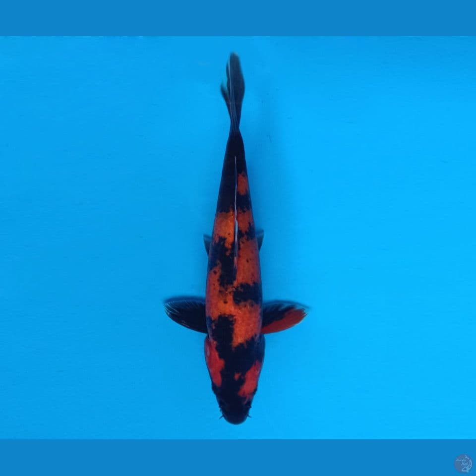 FURY 6 - Hi Utsuri 25 cm/male ®