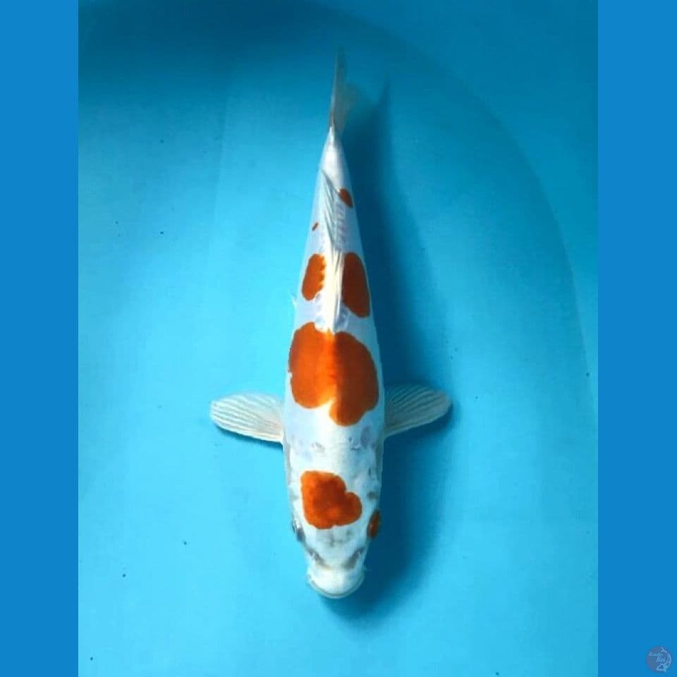 kikushui 25cm