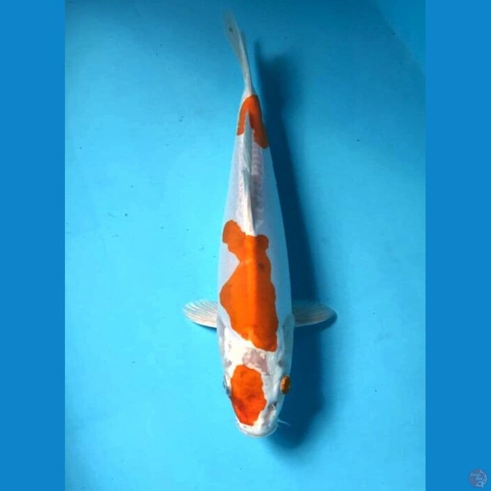 kikushui 28cm