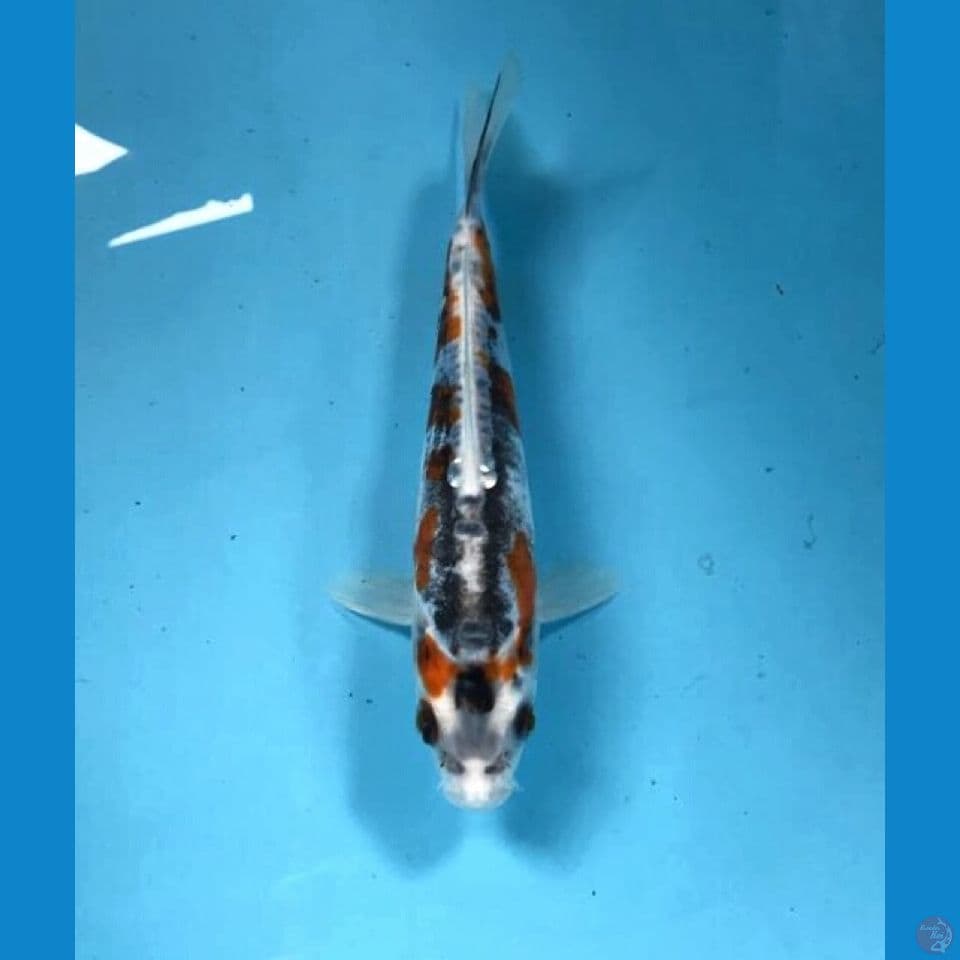 kiko 20cm