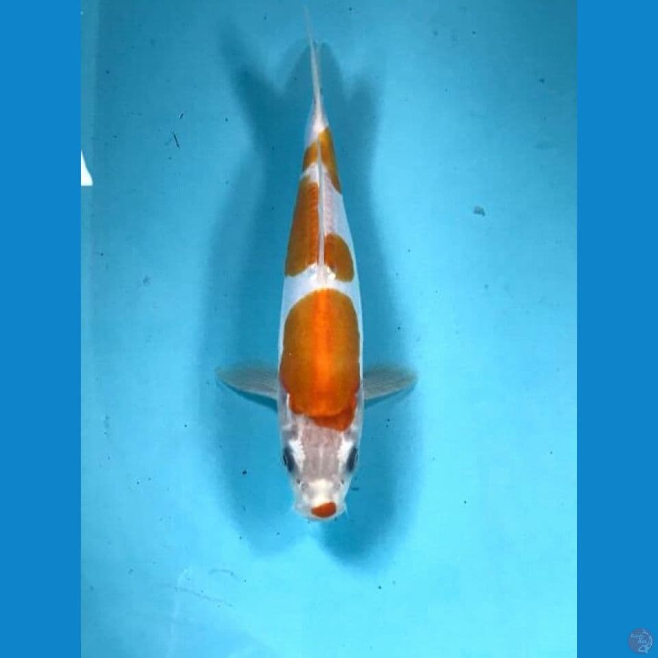 kohaku doit 23cm