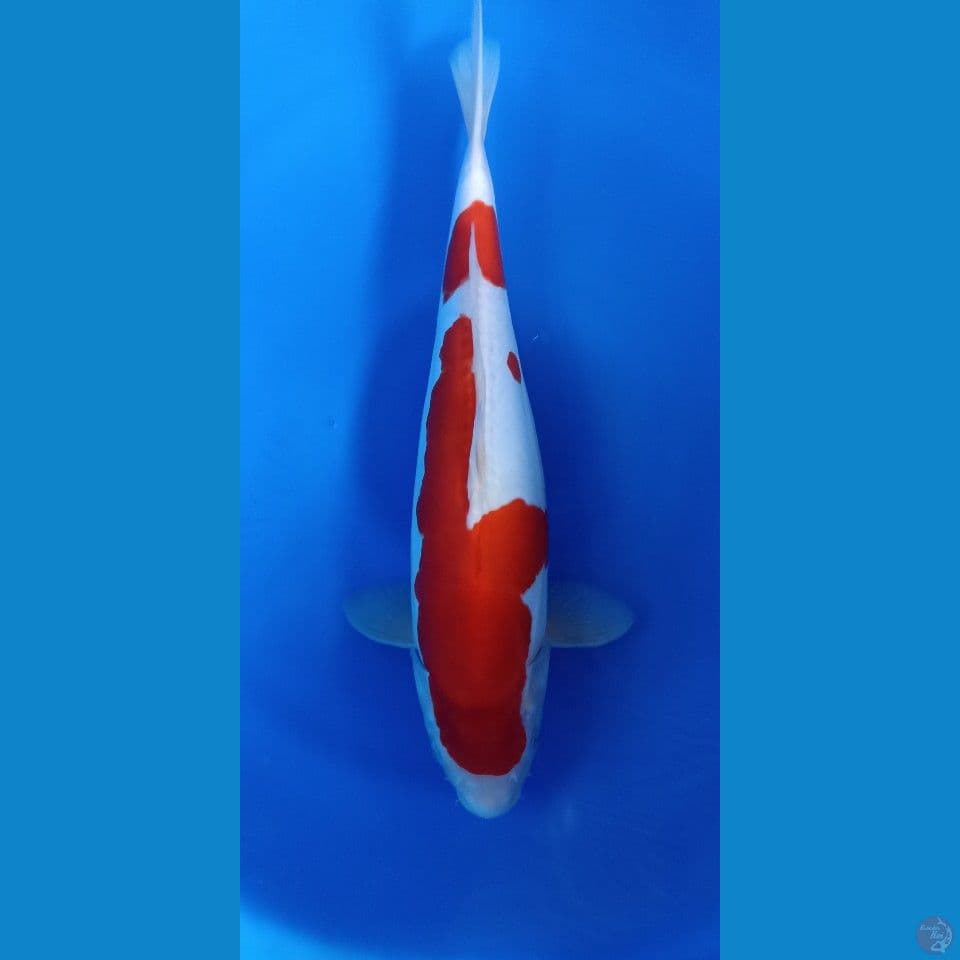 Kohaku Doit Bulky 42cm
