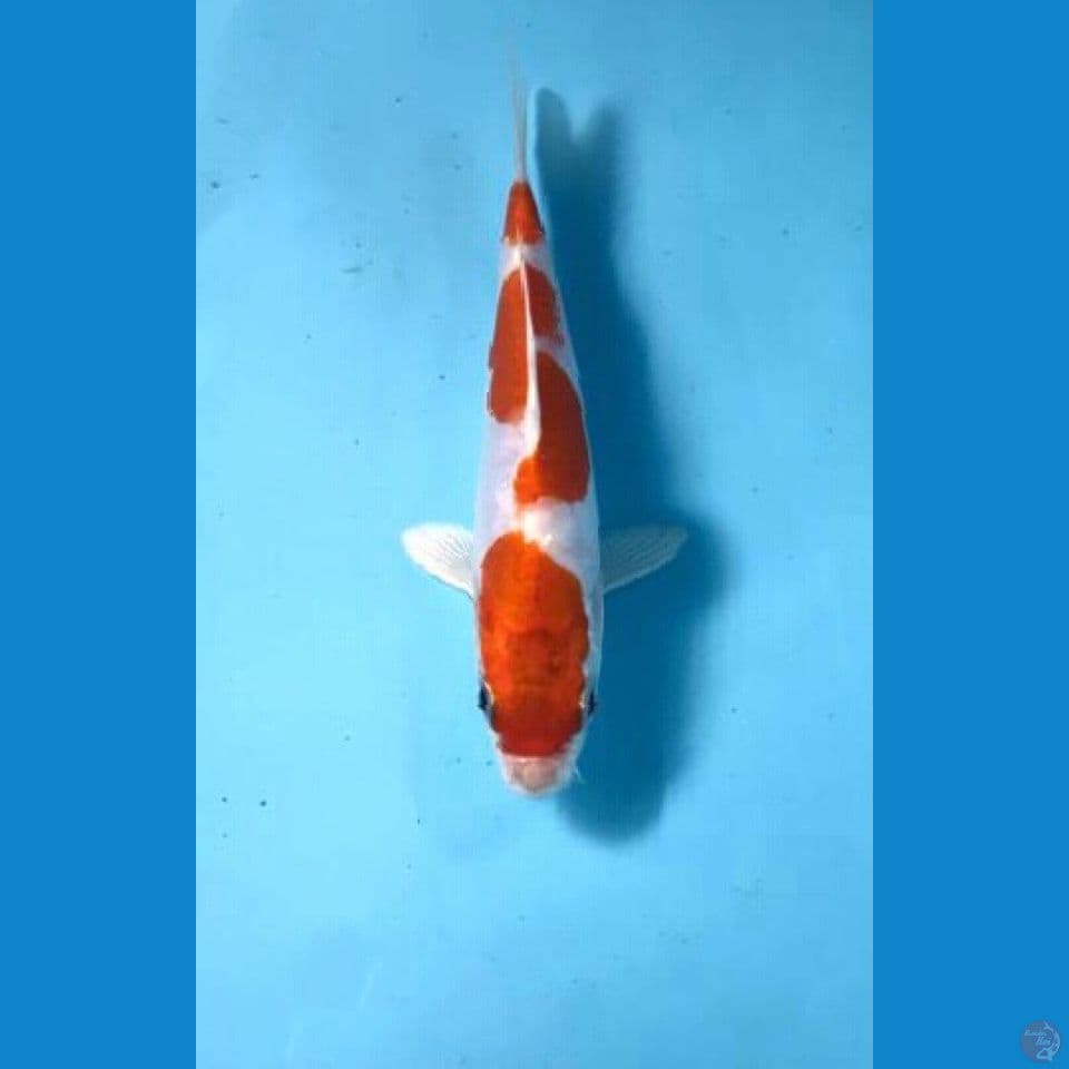 kikushui 16cm