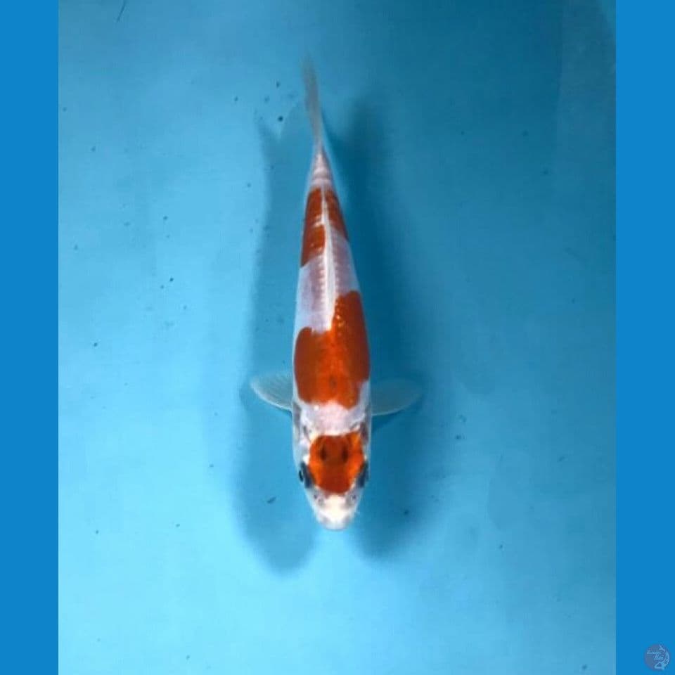 kikushui 18cm