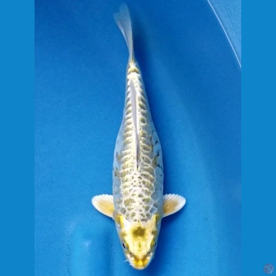 ARAGOKE GINRIN 24 CM