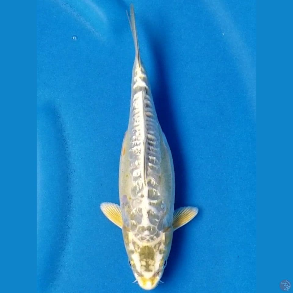ARAGOKE GINRIN 24 CM