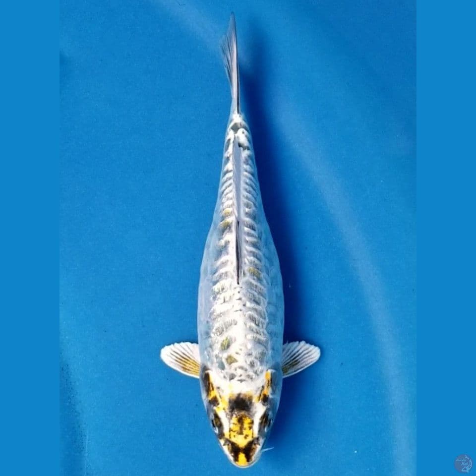 ARAGOKE GINRIN 24 CM
